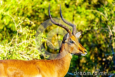 Close up of a male Impala in Kruger National Park Stock Photo