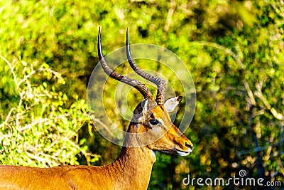 Close up of a male Impala in Kruger National Park Stock Photo