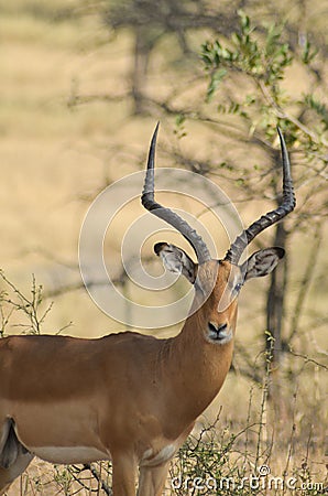 Close-up of a male impala with large horns staring at the camera in Tarangire National Park in Tanzania, Africa Stock Photo