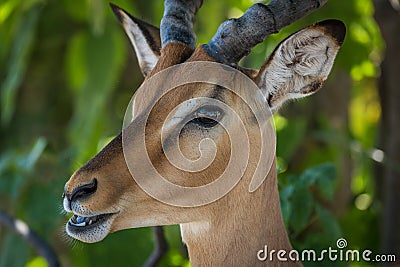 Close-up of male impala with mouth open Stock Photo