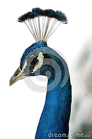 Close-up of Male Indian Peafowl Stock Photo