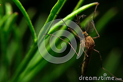 Close-up male mosquito on green leaf, night time Stock Photo