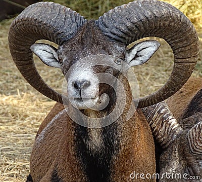 Close up of male mouflon with horns large front view Stock Photo