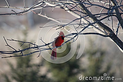 A Male Cardinal Sitting on a Maple Tree Branch in the Winter Stock Photo