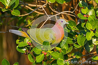 Close up of Male Pink-necked Green Pigeon(Treron vernans) Stock Photo