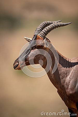 Close-up of male topi head and neck Stock Photo