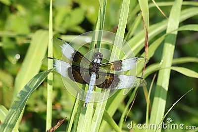 Male Widow Skimmer Dragonfly on Blade of Green Grass Stock Photo