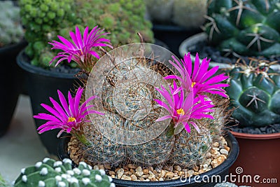 Close up Mammillaria Beneckei cactus on black pot.Beautiful pink cactus flower. Stock Photo