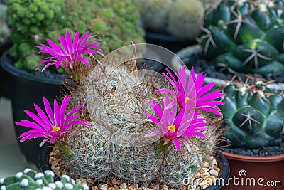 Close up Mammillaria Beneckei cactus on black pot.Beautiful pink cactus flower. Stock Photo