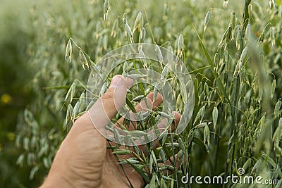 Close-up of man hand touching holding crops, young green oat ears on a field in sunset. Close up on a beautiful field Stock Photo