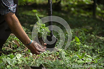 Close-up of a man on his knees planting a small plant with a black shovel in a green field surrounded by trees Stock Photo