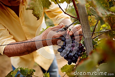 Close-up man picking red wine grapes on vine Stock Photo