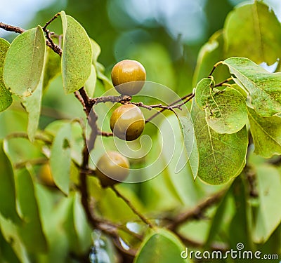 Manchineel Hippomane mancinella fruits, most dangerous tree.. Stock Photo