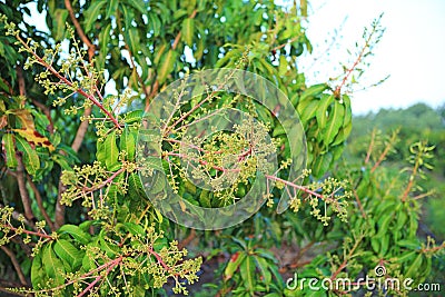 Close-up Mango trees in field with bunches of mango flowers Stock Photo