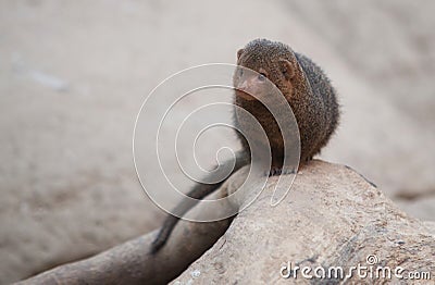 Close up on Mangoose Herpestes on the tree Stock Photo