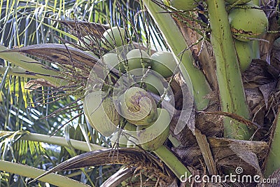 Close up of many coconuts on the tree Stock Photo