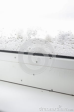 Close up of many dead midges and water droplets condensation on white metal-plastic window and windowsill indoors Stock Photo