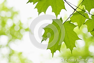 Close up of Maple leaves Stock Photo