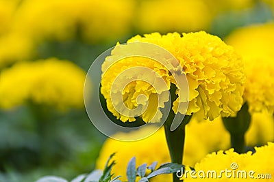 Close up of marigold flower Stock Photo