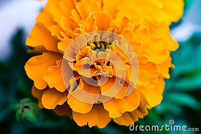 Close up of a Marigold (Tagetes) flower with some rain drops Stock Photo