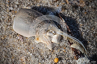 Close up of marine objects on the beach on Long Beach Island, NJ Stock Photo