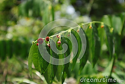 Close up of maroon color flowers and leaves in the leaflet tip of sweet leaf plant Stock Photo