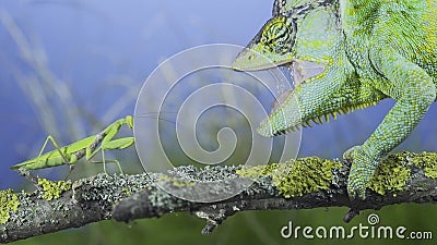 Close-up of mature Veiled chameleon stands with open mouth in front of a praying mantis. Cone-head chameleon or Yemen chameleon Stock Photo