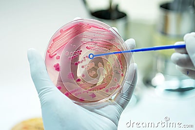 Close up the media plate on hand medical technicians working on Stock Photo