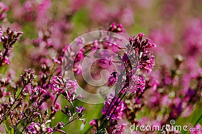 Close-up of the medicinal plant silene yunnanensis called champion with small beautiful purple flowers Stock Photo