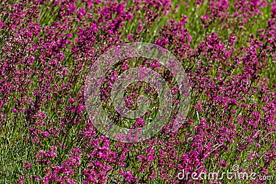 Close-up of the medicinal plant silene yunnanensis called champion with small beautiful purple flowers Stock Photo