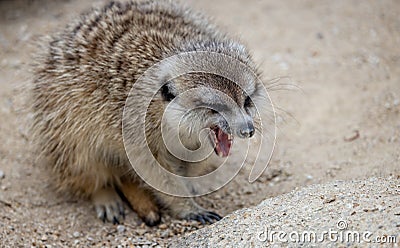 Close up of a Meerkat with mouth open Stock Photo