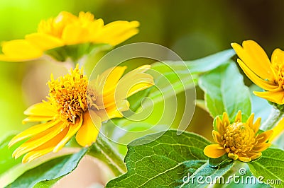 Close up of melampodium divaricatum, butter daisy or little yellow star, flower Stock Photo