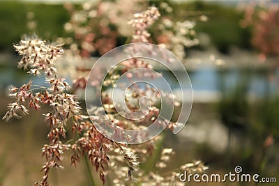 Close-up of Melinis Repens, common name are rose natal grass, with backlit. Stock Photo
