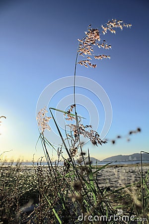 Close-up of Melinis Repens, common name are rose natal grass, with backlit. Stock Photo