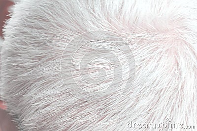Close up men`s head going to gray hair Stock Photo