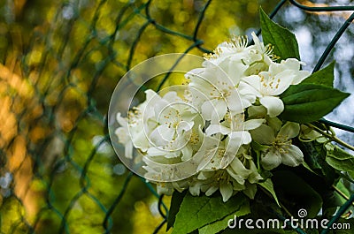 Close up of metal chain-link in the garden. White Jasmine flowers with green leaves in diamond mesh wire fence on blurred green Stock Photo