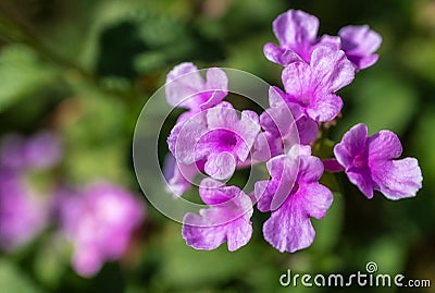 Close up of Mexican petunias ruellia simplex Stock Photo