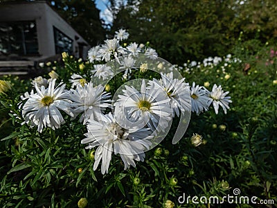 Michaelmas Daisy (Aster dumosus) 'Kristina' flowering with semi-double yellow eyed white flowers in autums Stock Photo