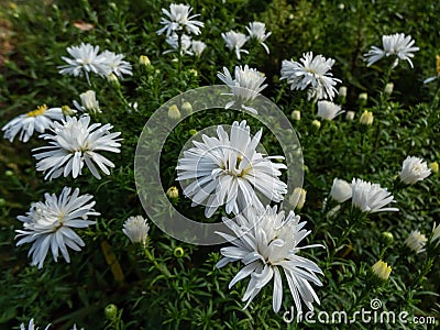 Michaelmas Daisy (Aster dumosus) 'Kristina' flowering with semi-double yellow eyed white flowers in autums Stock Photo