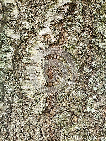 Close-up micro photography of tree bark Stock Photo