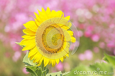 Close up middle of sunflower blooming on the field Stock Photo
