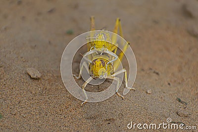 Close-up of an Migratory locust swarm Stock Photo
