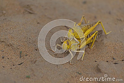 Close-up of an Migratory locust swarm Stock Photo