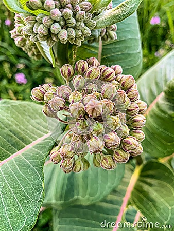 Close up of Milkweed flower buds Stock Photo