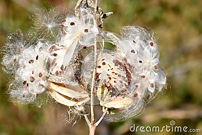 The Seeds and Silky Hairs of Milkweed Stock Photo