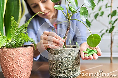 Close-up of mineral fertilizers sticks in hands, home indoor pots with plants background Stock Photo