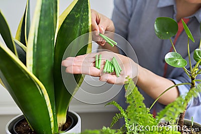 Close-up of mineral fertilizers sticks in hands, home indoor pots with plants background Stock Photo