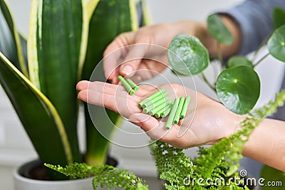 Close-up of mineral fertilizers sticks in hands, home indoor pots with plants background Stock Photo