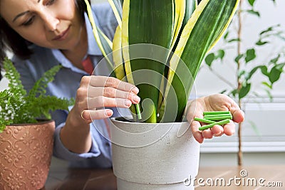 Close-up of mineral fertilizers sticks in hands, home indoor pots with plants background Stock Photo