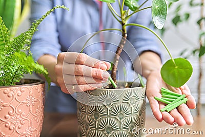 Close-up of mineral fertilizers sticks in hands, home indoor pots with plants background Stock Photo